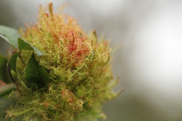 Big rose bedeguar gall, 6 September 2014