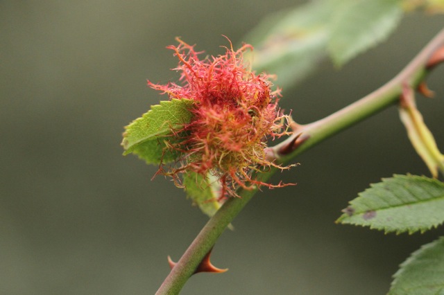 Small rose bedeguar gall, 6 September 2014