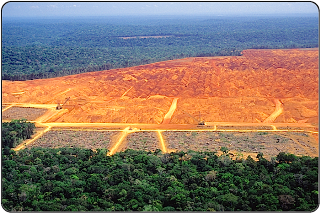 http://bloomtrigger.com/Content/PagesImages/deforestation-framed-images-for-rainforest-pages.png