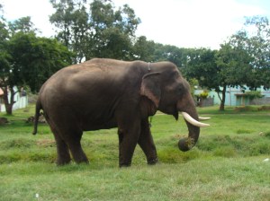 An Elephant on road to ooty