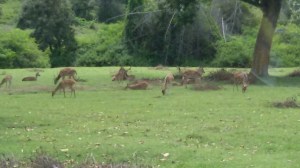 A Fleet of deers on Road to Ooty