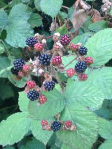 11822558_10204433748077912_3874325229994432973_n