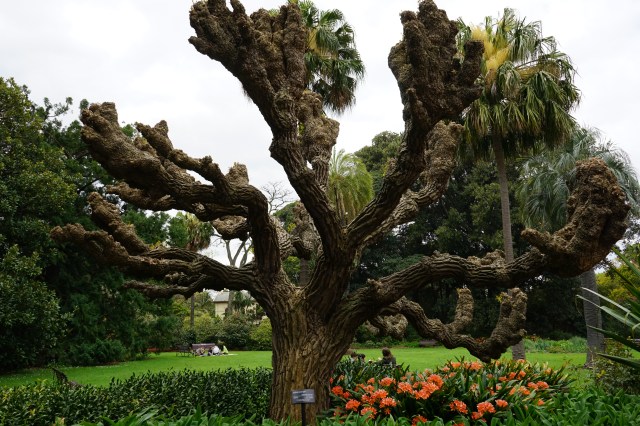 royal botanical gardens mebourne