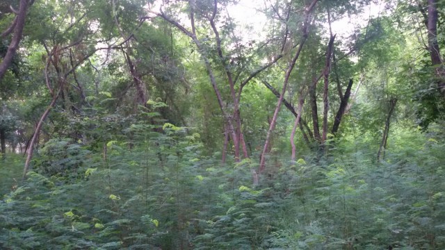 20160918_065743.jpg image