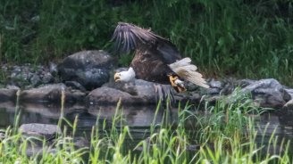 eagle-with-alewife-copy_wide-6b0c286a64e59fc4a2a227d596ebd5e49983b3dc-s1300-c85